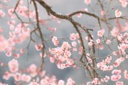 국악인이 추천하는 휴일의 시 27: 벚꽃 (송연우)